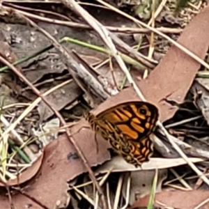 Geitoneura acantha at Wollondilly Local Government Area - 20 Nov 2023 11:04 AM