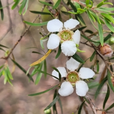 Gaudium trinervium (Paperbark Teatree) at Thirlmere Lakes National Park - 20 Nov 2023 by trevorpreston