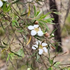 Gaudium trinervium at Wollondilly Local Government Area - 20 Nov 2023