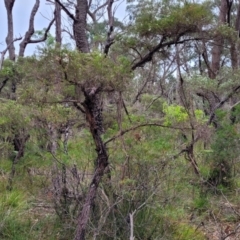 Gaudium trinervium at Wollondilly Local Government Area - 20 Nov 2023 11:02 AM