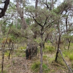 Gaudium trinerva at Wollondilly Local Government Area - 20 Nov 2023