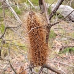 Banksia spinulosa var. spinulosa (Hairpin Banksia) at Thirlmere, NSW - 20 Nov 2023 by trevorpreston