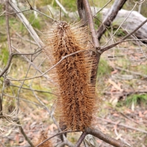 Banksia spinulosa var. spinulosa at Wollondilly Local Government Area - 20 Nov 2023 11:02 AM