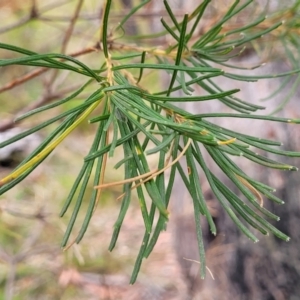 Banksia spinulosa var. spinulosa at Wollondilly Local Government Area - 20 Nov 2023