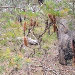 Banksia spinulosa var. spinulosa at Wollondilly Local Government Area - 20 Nov 2023