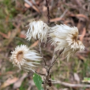 Coronidium elatum at Wollondilly Local Government Area - 20 Nov 2023 11:01 AM