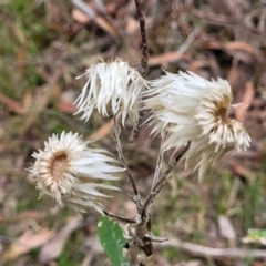 Coronidium elatum (White Everlasting Daisy) at Thirlmere, NSW - 20 Nov 2023 by trevorpreston