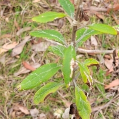 Coronidium elatum at Wollondilly Local Government Area - 20 Nov 2023 11:01 AM