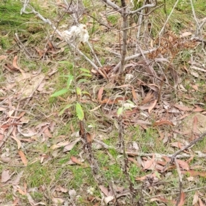 Coronidium elatum at Wollondilly Local Government Area - 20 Nov 2023 11:01 AM