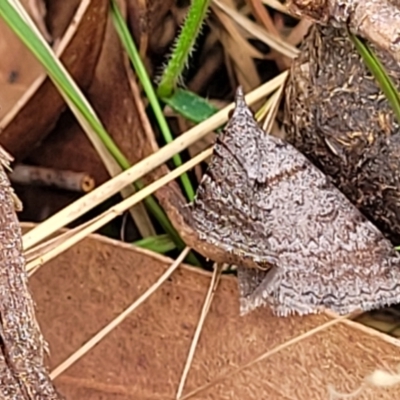 Unidentified Moth (Lepidoptera) at Wollondilly Local Government Area - 20 Nov 2023 by trevorpreston