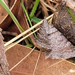 Unidentified Moth (Lepidoptera) at Thirlmere Lakes National Park - 20 Nov 2023 by trevorpreston