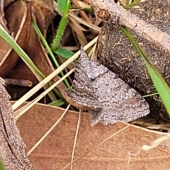 Dichromodes obtusata at Wollondilly Local Government Area - 20 Nov 2023 11:00 AM