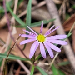 Brachyscome triloba at Thirlmere, NSW - 19 Nov 2023 by trevorpreston