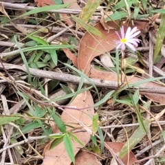 Brachyscome triloba at Wollondilly Local Government Area - 20 Nov 2023