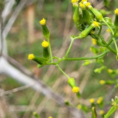 Senecio hispidulus (Hill Fireweed) at Thirlmere, NSW - 19 Nov 2023 by trevorpreston