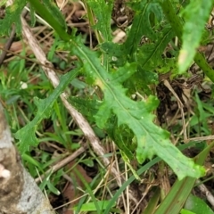 Senecio hispidulus at Wollondilly Local Government Area - 20 Nov 2023 10:57 AM