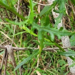 Senecio hispidulus at Wollondilly Local Government Area - 20 Nov 2023