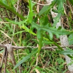 Senecio hispidulus at Wollondilly Local Government Area - 20 Nov 2023