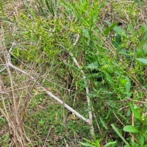 Senecio hispidulus at Wollondilly Local Government Area - 20 Nov 2023