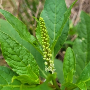 Phytolacca octandra at Wollondilly Local Government Area - 20 Nov 2023