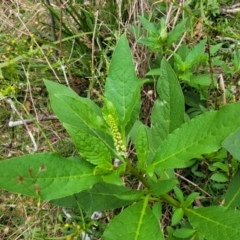 Phytolacca octandra at Wollondilly Local Government Area - 20 Nov 2023