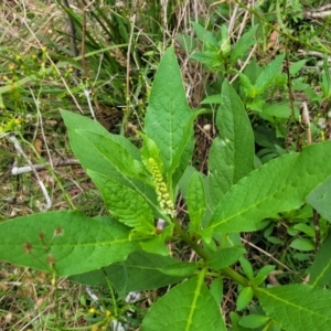 Phytolacca octandra at Wollondilly Local Government Area - 20 Nov 2023