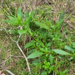 Phytolacca octandra at Wollondilly Local Government Area - 20 Nov 2023