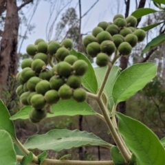 Solanum mauritianum (Wild Tobacco Tree) at Thirlmere, NSW - 19 Nov 2023 by trevorpreston