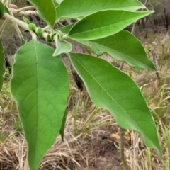 Solanum mauritianum at Wollondilly Local Government Area - 20 Nov 2023