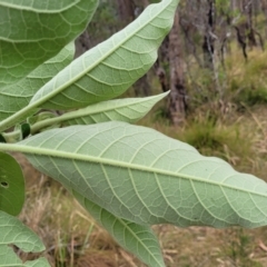 Solanum mauritianum at Wollondilly Local Government Area - 20 Nov 2023