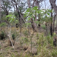 Solanum mauritianum at Wollondilly Local Government Area - 20 Nov 2023 10:54 AM