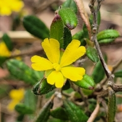 Hibbertia aspera subsp. aspera at Thirlmere, NSW - 19 Nov 2023 by trevorpreston