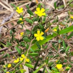 Hibbertia aspera subsp. aspera at Wollondilly Local Government Area - 20 Nov 2023 10:51 AM