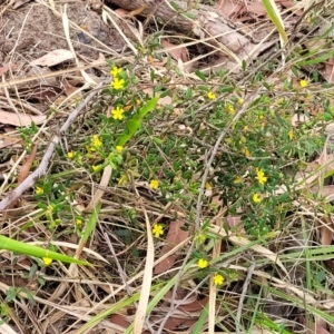 Hibbertia aspera subsp. aspera at Wollondilly Local Government Area - 20 Nov 2023 10:51 AM