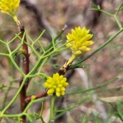 Petrophile pedunculata (Conesticks) at Thirlmere, NSW - 19 Nov 2023 by trevorpreston