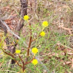 Petrophile pedunculata at Wollondilly Local Government Area - suppressed