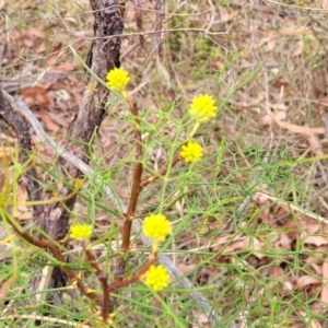 Petrophile pedunculata at Wollondilly Local Government Area - 20 Nov 2023