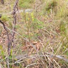 Petrophile pedunculata at Wollondilly Local Government Area - 20 Nov 2023