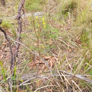 Petrophile pedunculata at Wollondilly Local Government Area - suppressed
