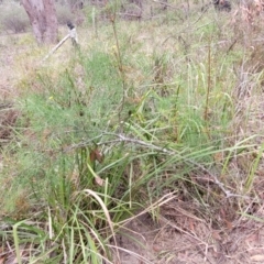 Petrophile pedunculata at Wollondilly Local Government Area - 20 Nov 2023