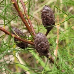 Petrophile pedunculata at Wollondilly Local Government Area - suppressed