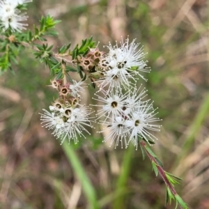 Kunzea ambigua at Wollondilly Local Government Area - suppressed