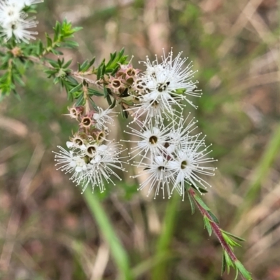 Kunzea ambigua (White Kunzea) at Thirlmere, NSW - 19 Nov 2023 by trevorpreston