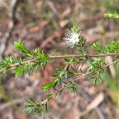 Kunzea ambigua at Wollondilly Local Government Area - suppressed