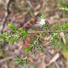 Kunzea ambigua at Wollondilly Local Government Area - 20 Nov 2023