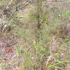 Kunzea ambigua at Wollondilly Local Government Area - suppressed