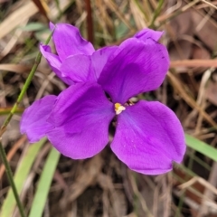 Patersonia glabrata (Native Iris) at Wollondilly Local Government Area - 19 Nov 2023 by trevorpreston