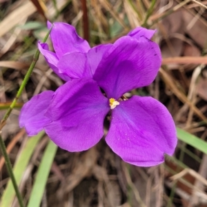 Patersonia glabrata at Wollondilly Local Government Area - 20 Nov 2023