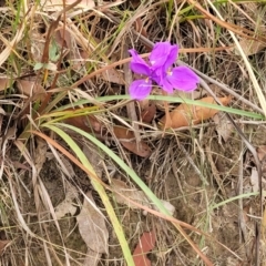 Patersonia glabrata at Wollondilly Local Government Area - 20 Nov 2023 10:48 AM