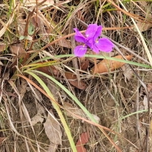 Patersonia glabrata at Wollondilly Local Government Area - 20 Nov 2023